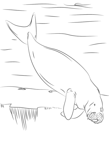 Dugong Swimming Coloring Page